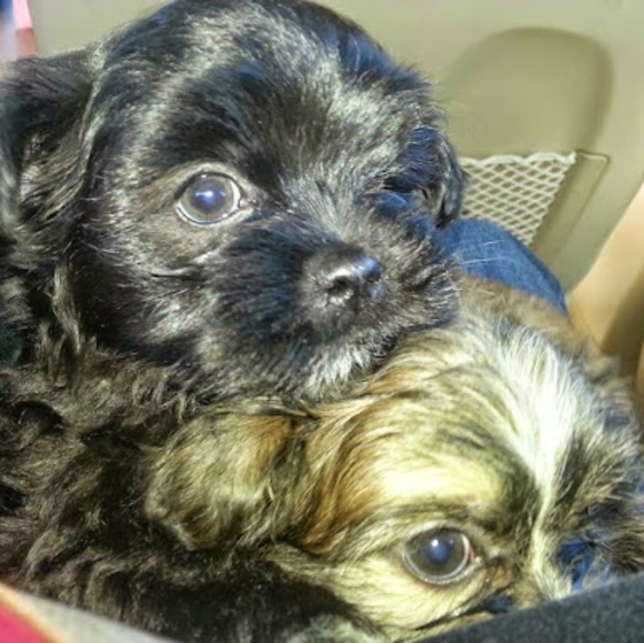 Meet your Posher, Debra - Picture 1 of 1